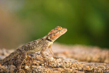 Rock Agama lizard in its natural environment