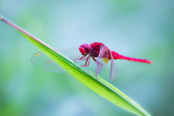 Dragonfly resting on the stalk in natures green background