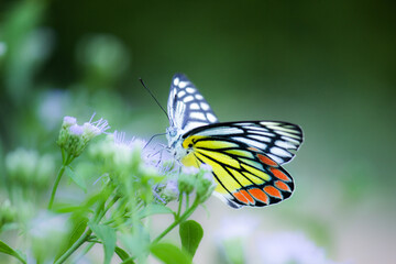 Fototapeta na wymiar Jezebel butterfly resting on the flower plants