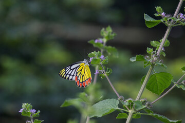 Jezebel butterfly resting on the flower plants
