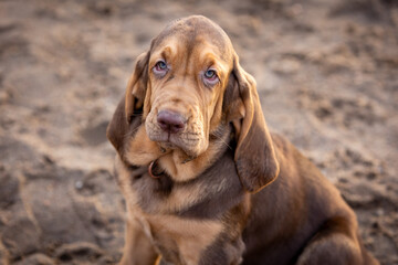 Close-up portrait of a cute brown bloodhound puppy sitting on the sand - obrazy, fototapety, plakaty