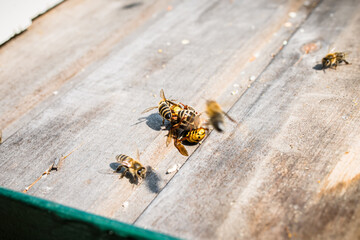 Bee Brains Hold Temp Steady to Slow Cook Hornet near hive entrance