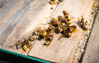 bunch of dead hornets in apiary. hornet caught in ball of honeybees gets roasted to death by the bees body heat.