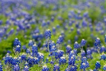 blu bonnets in Texas