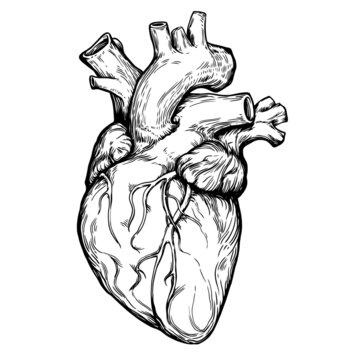 Human heart drawing line work Royalty Free Vector Image-saigonsouth.com.vn