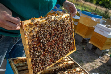 Beekeeper holds in hands and inspects wooden frame with wax honeytots filled with honey. lid of...