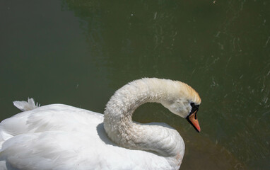 Close up of a white swan on a green water background