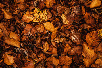 golden carpet with fallen autumn yellow leaves as a background for text, advertising or design 1