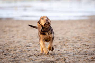 Portrait of a cute brown bloodhound puppy running on wet sand
