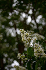 Blooming White Crape Myrtle with Dark Background