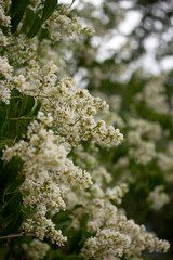 Blooming White Crape Myrtle with More Blooms in the Background