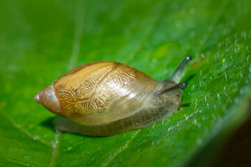 Commone Garden Snail on a wet leaf early in the morning in our garden in Windsor in Upstate NY.