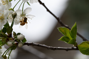 Cherry blossom close up, bee pollinating flowerspring flower on a branch