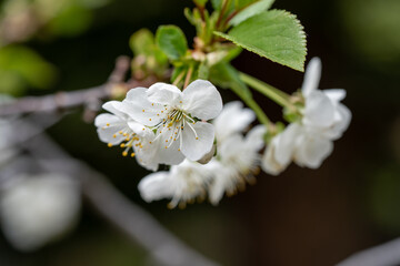 Cherry blossom close up, spring flower on a branch