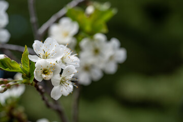 Cherry blossom close up, spring flower on a branch