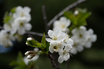 Cherry blossom close up, spring flower on a branch