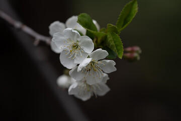 Cherry blossom close up, spring flower on a branch