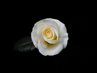 One white rose on a black background