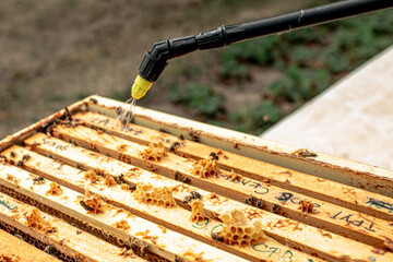 Beekeeper watering wooden frame with sprayer. Open bee hive.