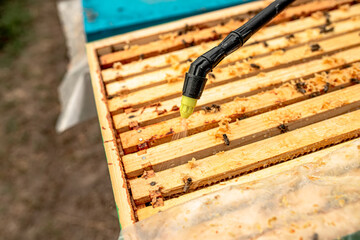 beekeeper treats the bees of the varroa mite. Diseases of bees and their treatment. Varroasis. Varroa destructor.