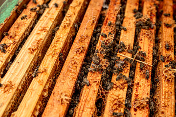 Open hive with plates from varoa mites. Diseases of bees and their treatment. Varroasis. Varroa destructor