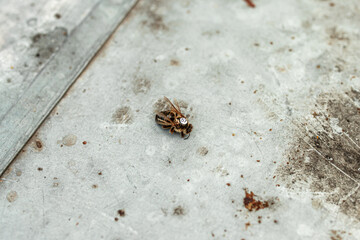 Dead fetal queen bee. Queen bee with a label. Breeding material of honey bees. Unsuccessful replanting bee queen in hive. reception of bee queen. wrong replacement. Working bees kill queen bee