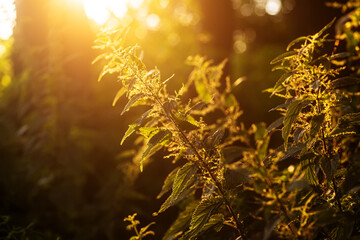 Urtica dioica, often called common nettle, or stinging nettle, or nettle leaf in sunset. Collection of nettle seeds in tsummer for preparation of funds used to normalize potency, glucose concentration