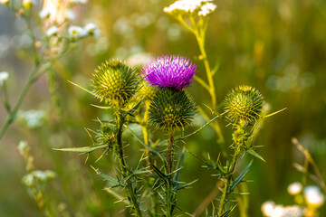 Onopordum acanthium cotton thistle, Scotch or Scottish thistle during harvest for preparing elixirs, tinctures and medicinal herbs in summer in growing season. Herbalist's hand picking plants.