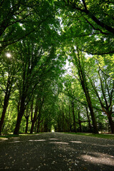Alley in the green spring park, blooming trees, beautiful peaceful place scenery