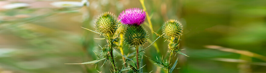 Banner Onopordum acanthium cotton thistle, Scotch or Scottish thistle during harvest for preparing elixirs. purple thorny flowers growing in the meadow. Summer-blooming weed
