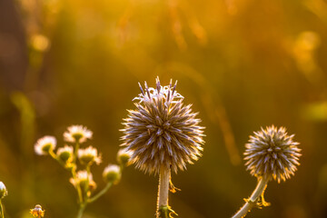 Echinops sphaerocephalus, glandular globe-thistle, great globe-thistle or pale globe-thistle...
