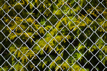 Fototapeta premium metal mesh,in the photo a mesh on a green background