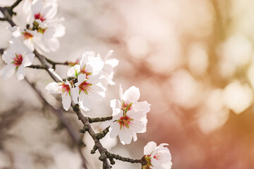 Naklejka premium Blooming almond branch close-up