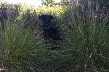 Dog is hiding in the bushes