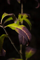beautiful green purple leaves of elderberry bush in autumn forest, vertical close up shot in harsh light