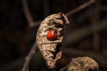 Little red ladybug or ladybird on dry brown leaf in autumn garden, forest or park. Close up shot