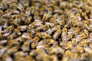 Lots of bees. Bees insects on the frame of the hive.