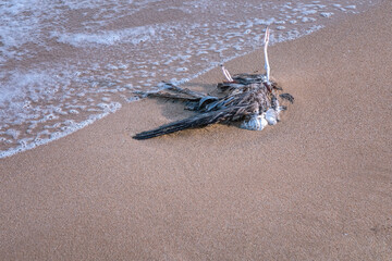 Dead bird covered partly by sand at sea shoreline