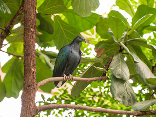 Full-length portrait of Nicobar pigeon or Caloenas nicobarica. Colorful bluish-grey pigeon with upper neck plumage is perching on tree branch.