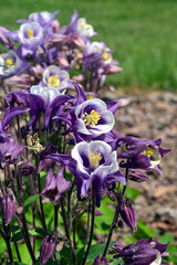 Aquilegia hybrida (common names: granny's bonnet, columbine) violet flowers