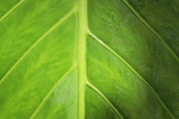 Green leaf macro view. Greenery background.