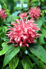 Justicia carnea, the Brazilian plume flower, Brazilian-plume, flamingo flower, or jacobinia. Pink flower