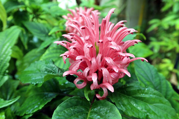 Justicia carnea, the Brazilian plume flower, Brazilian-plume, flamingo flower, or jacobinia. Pink...