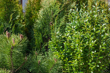 Aerial view of dense green pine forest with canopies of spruce trees and colorful lush foliage in autumn mountains.