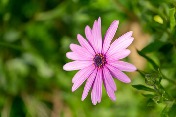 Obraz premium Dimorphotheca Ecklonis