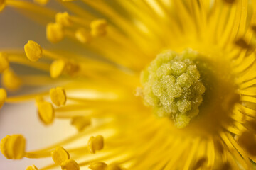 żółty kwiat słupki tło macro - obrazy, fototapety, plakaty