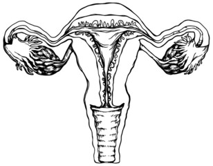 line vector Illustration of the female reproductive system