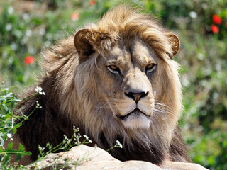 Portrait of lion (Panthera leo) seen from front