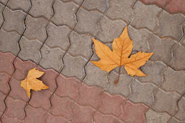 Two maple yellow fallen leaves on paving stones. Autumn leaf fall