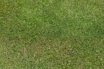 Green lawn pattern and texture background. Close-up.